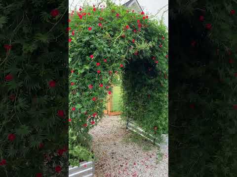 Cardinal Climber Cypress Vine #flowers #nature #garden #gardenplants#plant #climbing plant