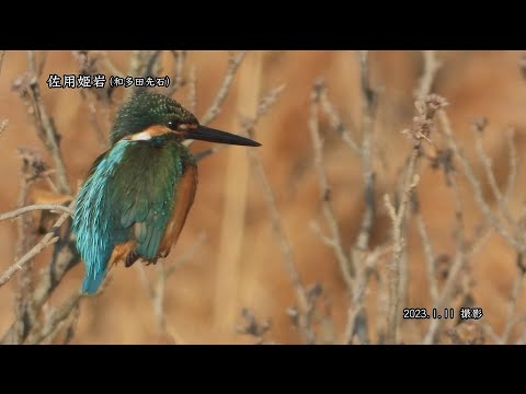 【佐賀県唐津市の風景】佐用姫岩 [和多田先石](令和5年1月11日撮影）