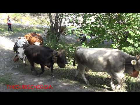 3^PARTE : MUCCHE AL RITORNO DALL' ALPE A PONTECHIANALE IN VALLE VARAITA (CN) DOM. 15 - 9 - 2019