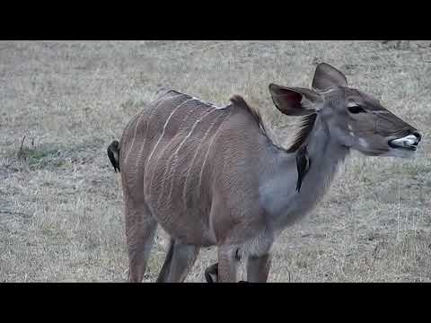 Djuma: Sights and sounds - 15:32 - 08/15/21