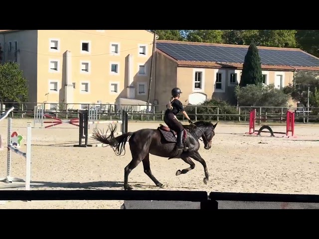 Jument 6 ans