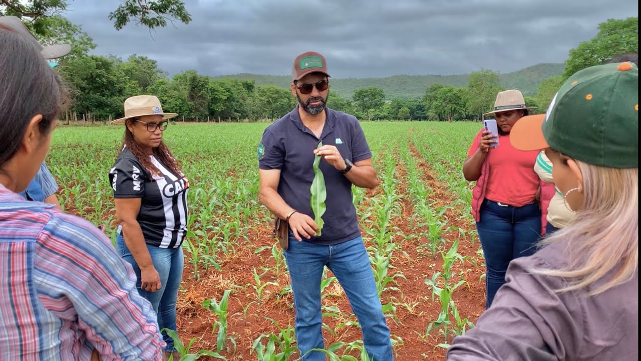 UREIA FAZ O MILHO PRODUZIR | QUAL IDADE DO MILHO EU JOGO ELA ? | AULA PRÁTICA DO PROF. FABRÍCIO