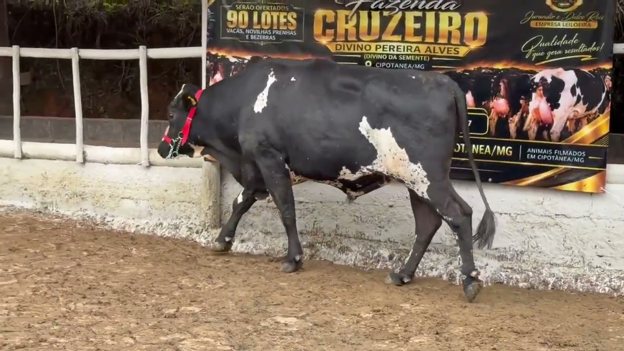 LOTE 82