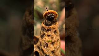 Download lagu LAHIRNYA RATU BARU di Koloni Tanpa Ratu | Rahasia Ratu Lebah  #faktahewan #lebah mp3