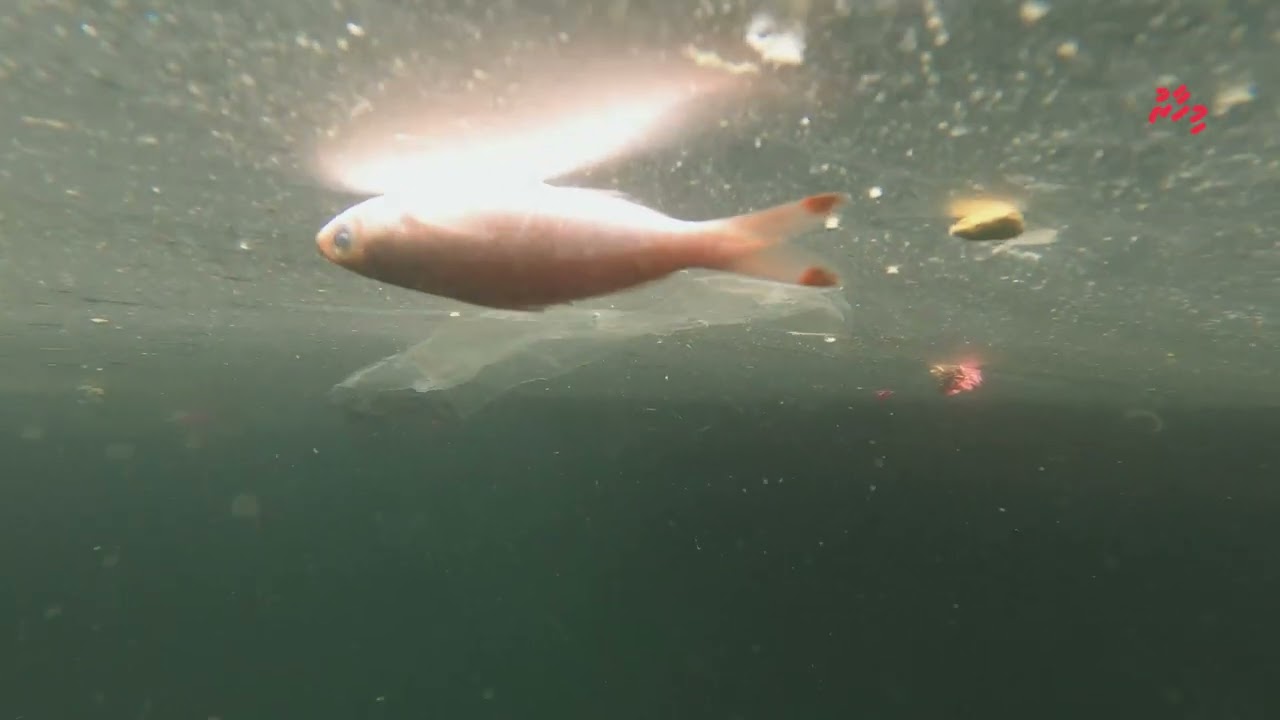 ސަމާލުވޭ، މި ކެވެނީ މި ނަޖިސް ފެނުން ދޮންނަ މަސް!