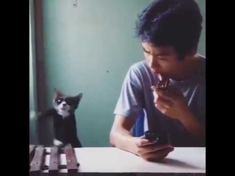 download lagu mp3 mp4 Ringtone Untuk Video Lucu, download lagu Ringtone Untuk Video Lucu gratis, unduh video klip Ringtone Untuk Video Lucu
