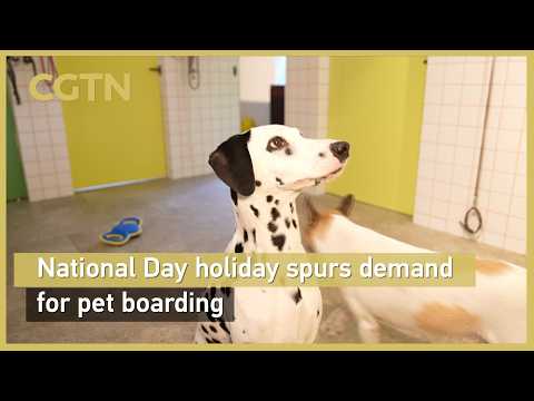 National Day holiday spurs demand for pet boarding