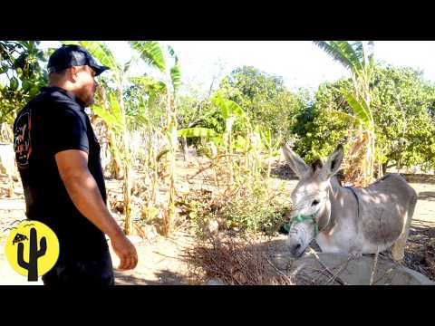 [VIDA NA ROÇA] Joseilton mostra o Sítio da Família e as Belezas daquele Lugar - Última Parte 🌵