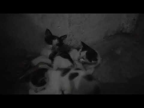 Cute cats | planting with nasreen | subscribe