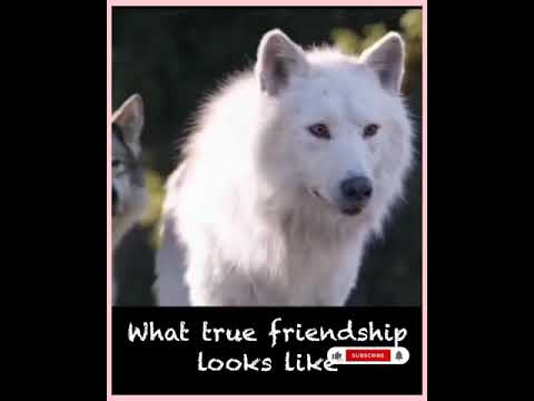 what true friendships look like !dogs friendships #viralvideo #viral #friends #dog #muhammad