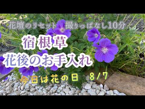 園芸 グリーンリーフエルサレムセージ、スライムフロミス、エルサレムスライムセージ