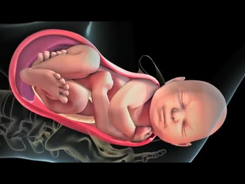 Patient Education Animation: Labor and Vaginal Birth