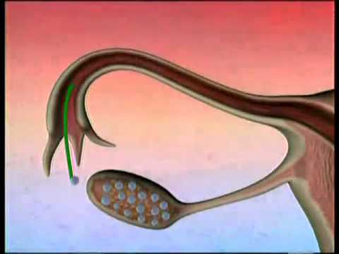 Das Wunder des werdenden Menschen   Die Reise der Eizelle Harun Yahya