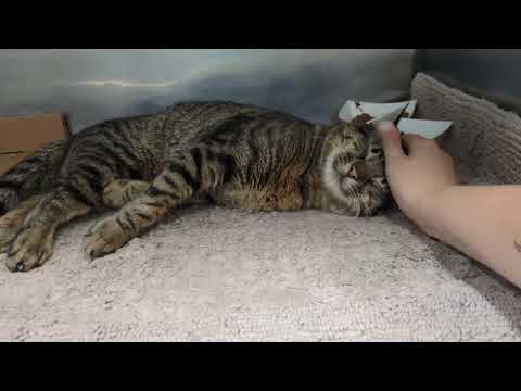 Available for Adoption: Zayd 204257