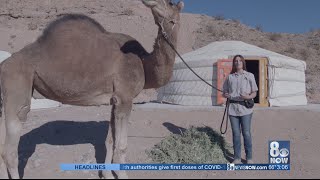 Desert ranch experience at Camel Safari