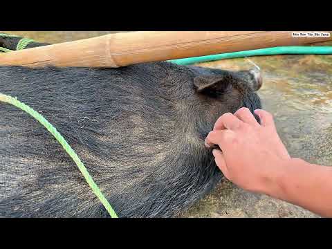 Mổ Lợn Ăn Tết | Hoa Ban Tây Bắc Farm