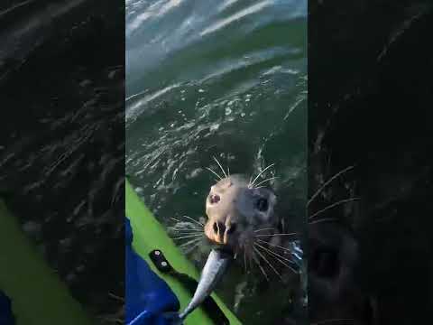 Un phoque sournois vole le poisson d'un bateau