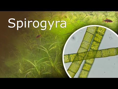 Aquarium Under a Microscope: Spirogyra