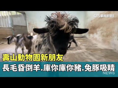 壽山動物園新朋友　長毛昏倒羊.庫你庫你豬.兔豚吸睛