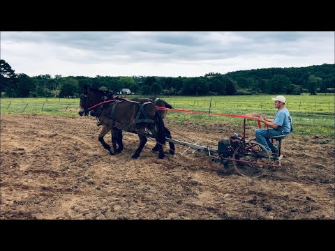 Mule Farming Sweet Sorghum
