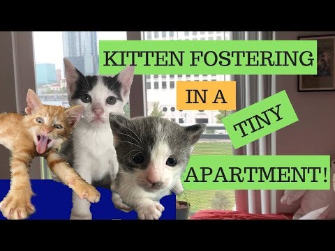 Can I Foster Kittens in an Apartment? Here's how!