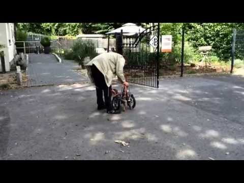 2014-08-18 Flicka bei "Reha-Technik für Tiere" in Witten