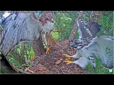 Deyani Comes In Like A Wrecking Ball & Tom Jumps Out Of The Way Dropping The Prey! 😊 6.29.23