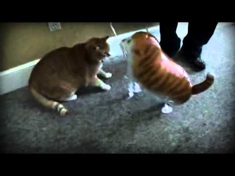 Bert the Cat vs Cat Balloon (RAWR Remix)