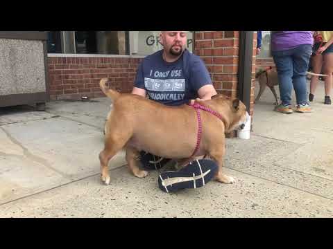 Cindy, an adoptable English Bulldog & Pit Bull Terrier Mix in Cranford, NJ_image-1