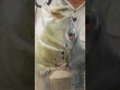 Tucunaré Lago Peixe Tocantins