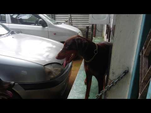 German import doberman taison meet his bridel at nazira. First time met his girl friend.