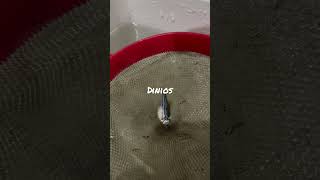 #female #zebra #danios loaded with #egg #shorts #viral #views plz like &amp; subscribe for more video