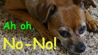 Why My House-Trained Dog Is Peeing On The Carpet? 🤷😮