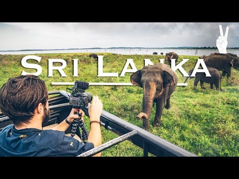 在斯里蘭卡野生動物園邂逅令人驚歎的大象 (Awesome Elephant Encounter on Safari in Sri Lanka)
