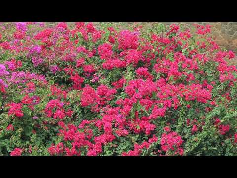 image : Samedi au jardin : le piton bleu (Ile de la Réunion)