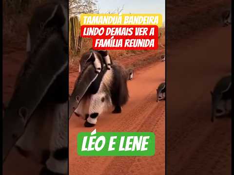 tamanduá bandeira uma das maravilhas do Pantanal MS.