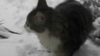 Sophie Hunger, Monday's Ghost et Brigand