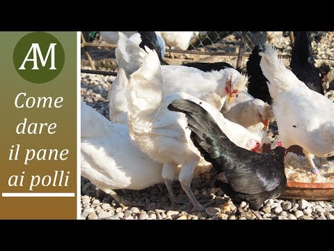 , title : 'Dare il pane ai polli: quando e come offrirlo ai nostri animali  - Avicoltura e Pollaio'