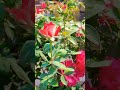 Rose I D Love Bicolor Rose Rose Viral Shortvideo