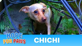 Saving a homeless Chihuahua who was NOT ready yet for human contact. by Hope For Paws