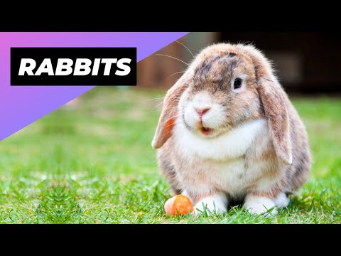 Rabbits ???? Reasons Why They Make Great Pets