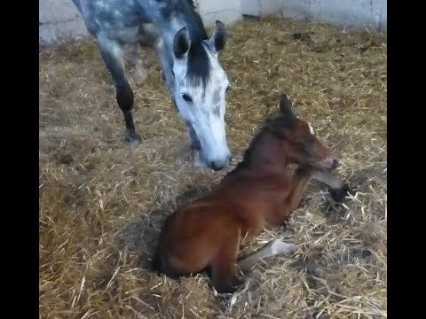 Hengstfohlen - von Balous Bellini x Calido