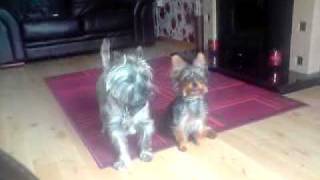preview picture of video 'smokey and rosco. cairn and yorkshire terriers'