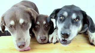 [問卦] 鄉民覺得狗狗幹飯好看,還是貓咪幹飯好看?