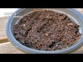 Seed to Harvest - Cannabis