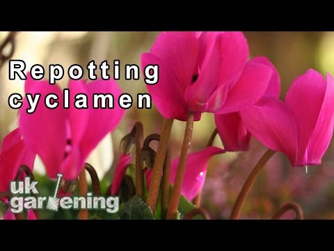 download lagu mp3 mp4 Transplanting Cyclamen, download lagu Transplanting Cyclamen gratis, unduh video klip Transplanting Cyclamen