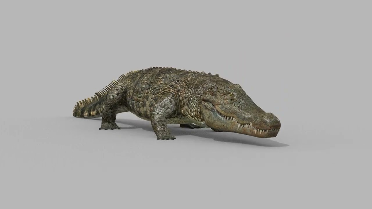 Top Croc PRO - 8K 3D Animated Crocodile Model 3D Model