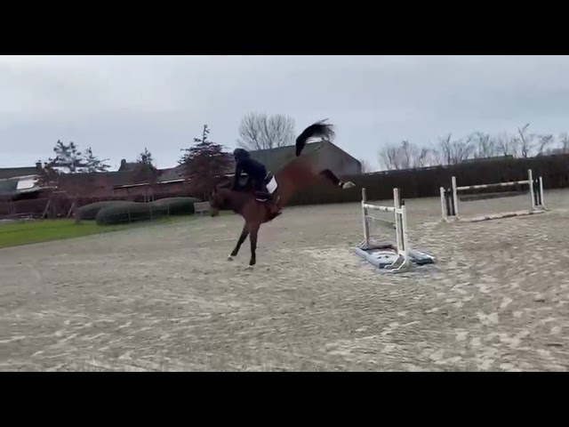 1ST DAM DOUDOU VAN OVERIS