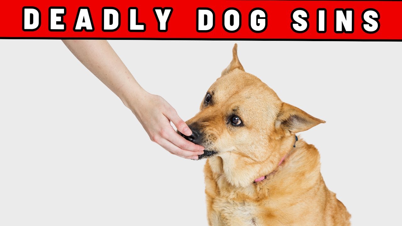 9 Mistakes That Shorten Your Dog's Life