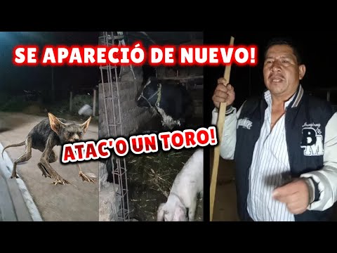 🧛‍♂️ El TERRIBLEE regreso del CHUPACABRAS en Guatemala 🇬🇹 | Regresa a Comitancillo 😱 AT4CA a un TORO